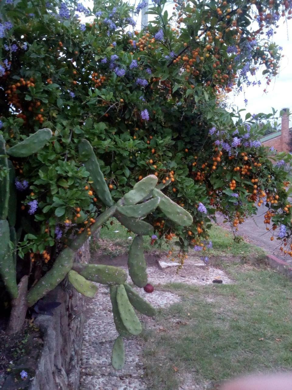 Jardines De Don Bosco Lägenhet Salto Exteriör bild